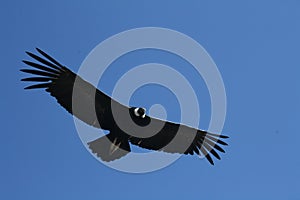 Andean Condor (Vultur gryphus) in Colca Canyon photo