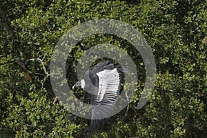 Andean Condor, vultur gryphus, Female in Flight