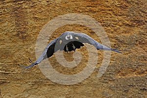 Andean Condor, vultur gryphus, Female in Flight
