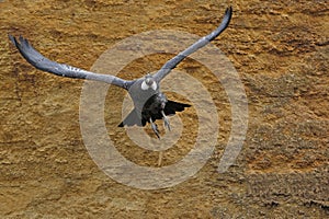 Andean Condor, vultur gryphus, Female in Flight