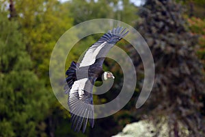 The Andean condor Vultur gryphus flies with green trees in the background. Big predator flying in green