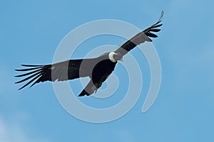 Andean Condor (Vultur gryphus) photo