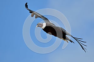 Andean Condor (Vultur gryphus) flying