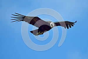 Andean Condor (Vultur gryphus) flying photo
