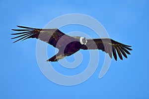 Andean Condor (Vultur gryphus) flying