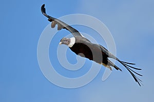 Andean Condor (Vultur gryphus) flying photo