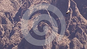 Andean Condor Vultur gryphus flying over the valley at the place called `Canyon del Colca`, in Arequipa/Peru