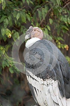 Andean condor, vultur gryphus, in his cage in a zoo