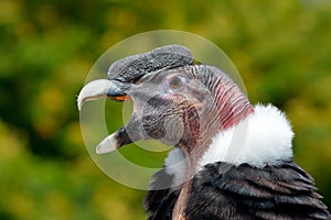 Andean Condor (Vultur gryphus) photo