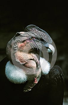 Andean Condor, vultur gryphus, Portrait of Adult