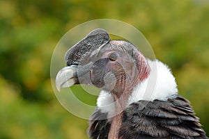 Andean Condor (Vultur gryphus) portrait photo
