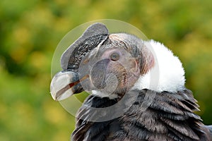 Andean Condor (Vultur gryphus) portrait photo
