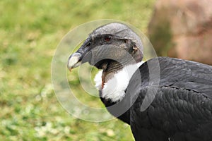 Andean condor