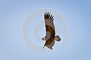 Andean condor Vultur gryphus soaring near Tupungato, province of Mendoza, Argentina