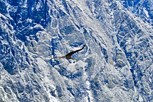 Andean condor, Vultur gryphus, soaring over the Colca Canyon in the Andes of Peru.