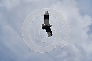 Andean condor, Vultur gryphus, soaring over the Colca Canyon in the Andes of Peru.