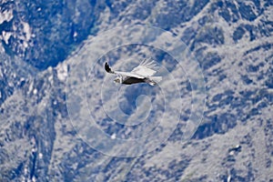 Andean condor, Vultur gryphus, soaring over the Colca Canyon in the Andes of Peru.