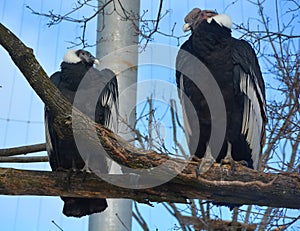 Andean condor Vultur gryphus is a South American bird in the New World