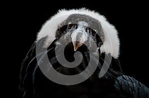 The Andean Condor (Vultur gryphus) photo