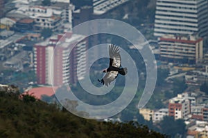 Andean Condor - Vultur gryphus South American bird of prey family Cathartidae flying above Quito in Ecuador, found in the Andes