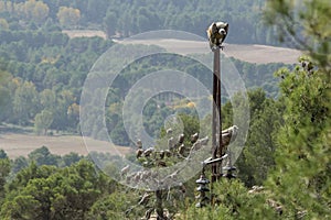 Andean Condor (Vultur gryphus) standing on the edge of a column in closeup