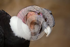 Andean condor Vultur gryphus. photo