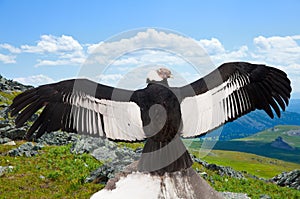 Andean condor in wildness area