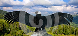 Andean condor in wildness