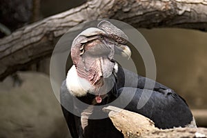 Andean condor vulture photo