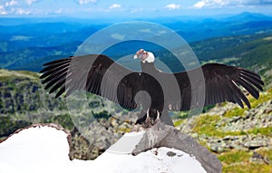 Andean condor in wildness area