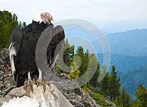 Andean condor in wildness area