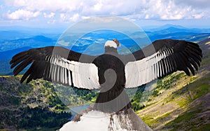 Andean condor in wildness area photo