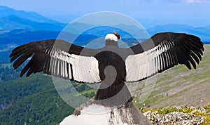 Andean condor in wildness area