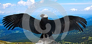 Andean condor in wildness