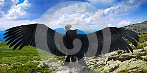 Andean condor in wildness