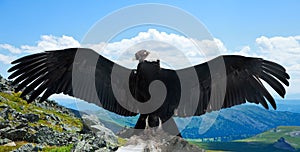 Andean condor in wildness