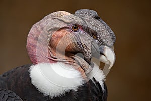 Andean condor (Vultur gryphus).