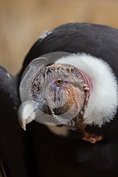 Andean condor (Vultur gryphus). photo