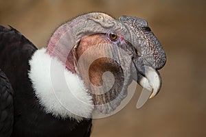 Andean condor (Vultur gryphus). photo