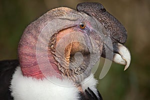 Andean condor (Vultur gryphus). photo