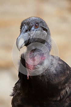 Andean condor photo