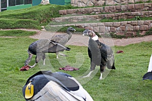 Andean Condors eating