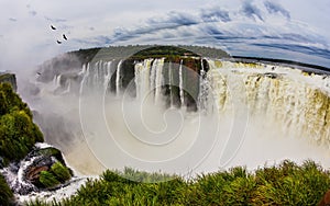 Andean condors fly above the waterfall