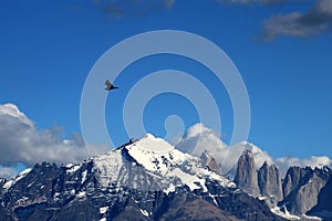 Andean condors fly in Parque Nacional Torres del Paine, Chile