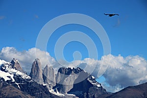 Andean condors fly in Parque Nacional Torres del Paine, Chile