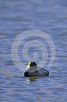 Andean Coot Fulica ardesiaca