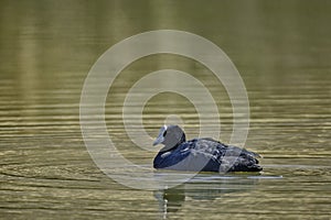 Andean Coot Fulica ardesiaca