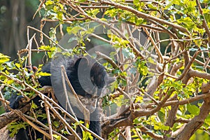 An Andean Cub Bear Climbing a Tree