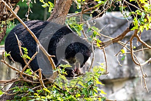 An Andean Cub Bear Climbing a Tree
