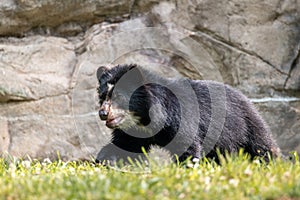An Andean Cub Bear Walking in the Grass
